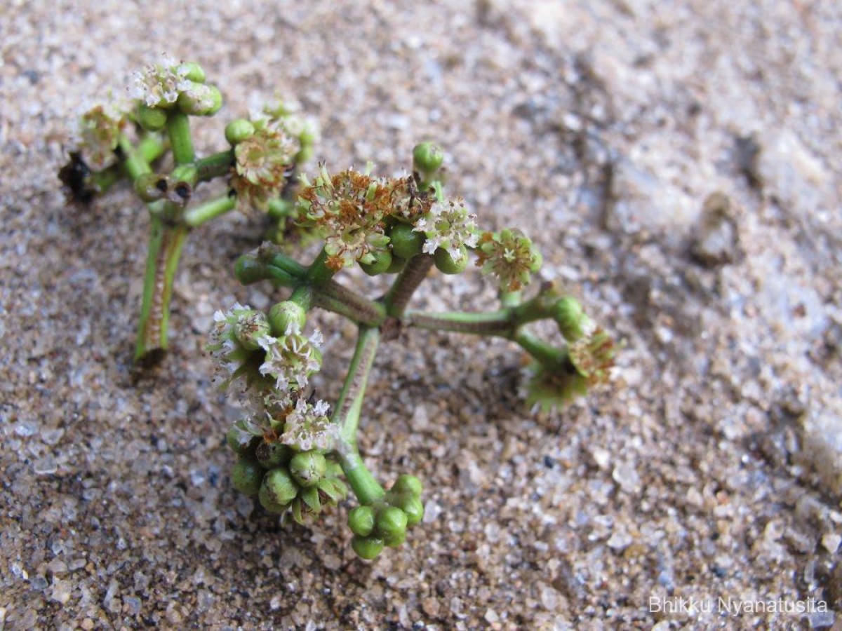 Carallia brachiata (Lour.) Merr.